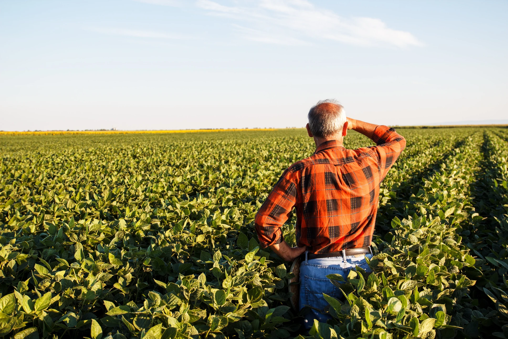 Agriculteur mature en chemise à carreaux orange observant un vaste champ de soja cultivé, main en visière sous ciel nuageux